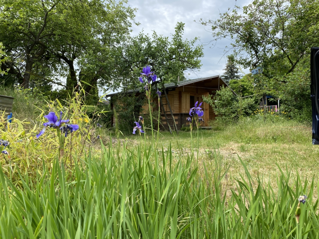 przyszłe miejsce oplotki pop-up - drewniany domek ukryty wśród zieleni - na pierwszym planie kwitnące irysy